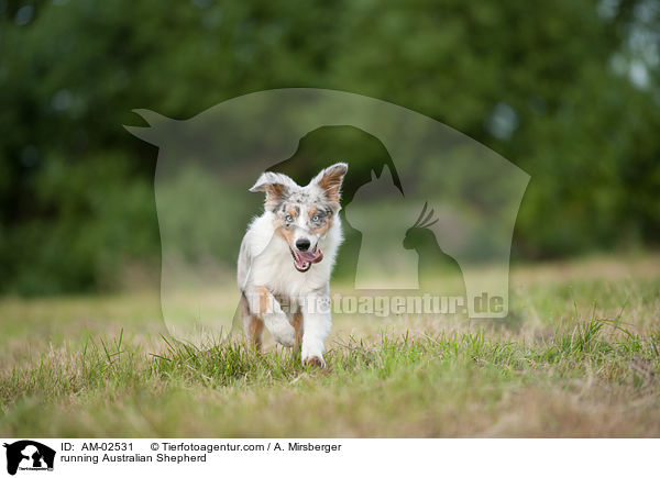 rennender Australian Shepherd / running Australian Shepherd / AM-02531