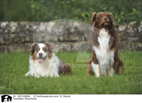 Australian Shepherds / Australian Shepherds / SST-06686