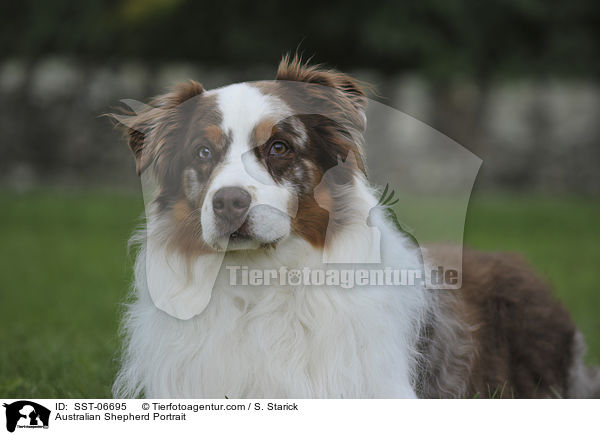 Australian Shepherd Portrait / Australian Shepherd Portrait / SST-06695