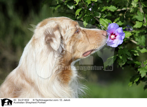 Australian Shepherd Portrait / Australian Shepherd Portrait / DJ-01402