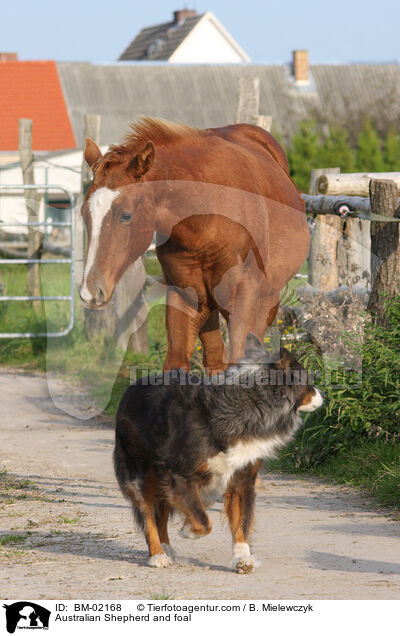 Australian Shepherd und Fohlen / Australian Shepherd and foal / BM-02168