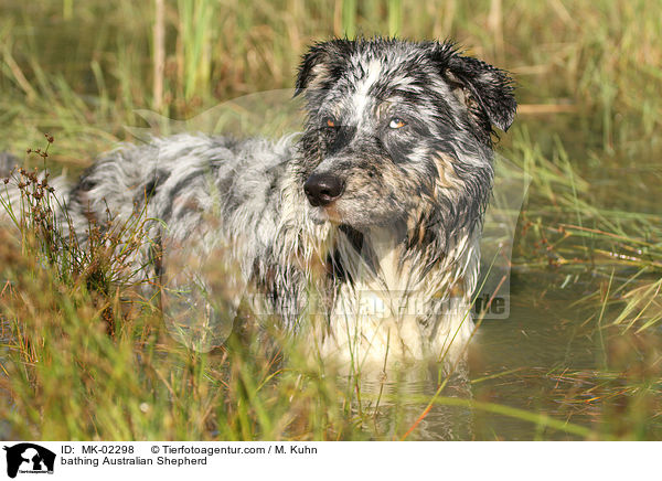 badender Australian Shepherd / bathing Australian Shepherd / MK-02298