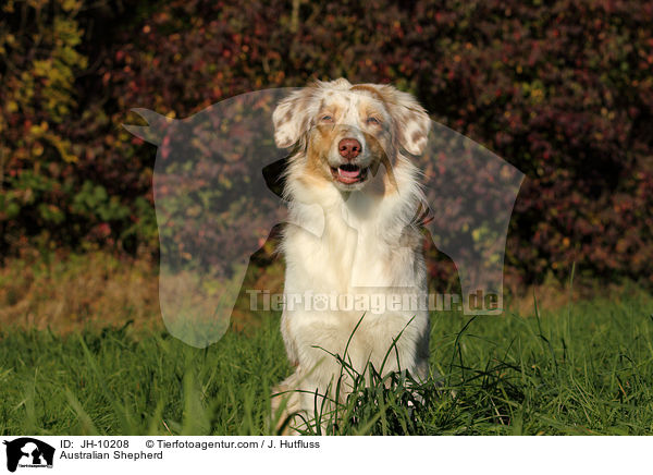 Australian Shepherd / Australian Shepherd / JH-10208