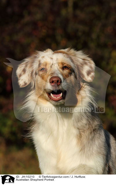 Australian Shepherd Portrait / Australian Shepherd Portrait / JH-10210