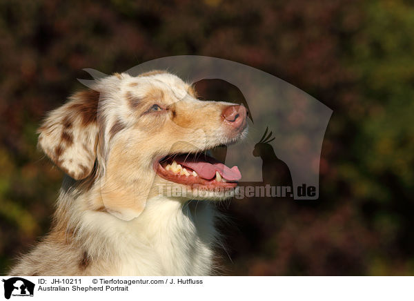 Australian Shepherd Portrait / Australian Shepherd Portrait / JH-10211