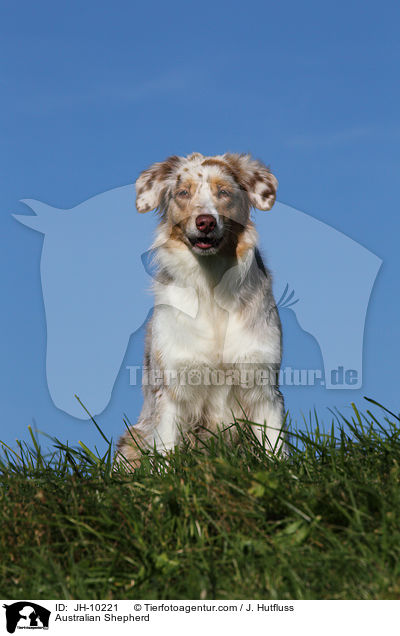 Australian Shepherd / Australian Shepherd / JH-10221