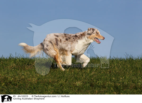 rennender Australian Shepherd / running Australian Shepherd / JH-10223