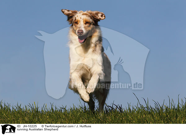 rennender Australian Shepherd / running Australian Shepherd / JH-10225