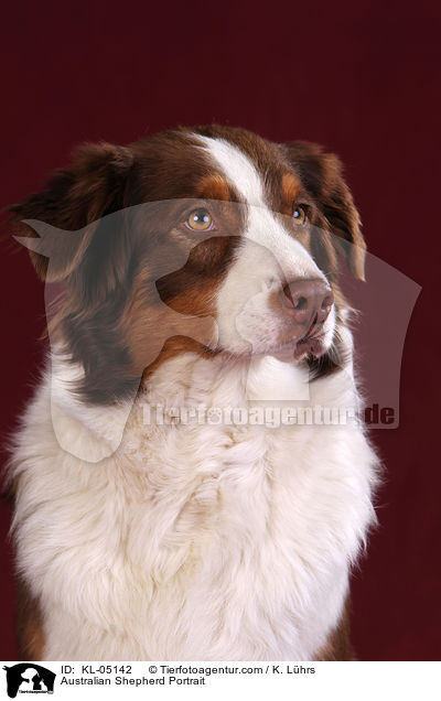 Australian Shepherd Portrait / Australian Shepherd Portrait / KL-05142