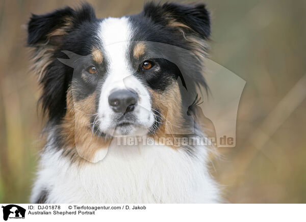 Australian Shepherd Portrait / Australian Shepherd Portrait / DJ-01878