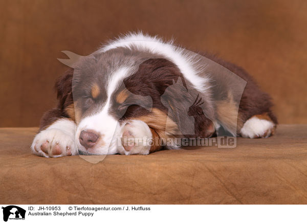 Australian Shepherd Welpe / Australian Shepherd Puppy / JH-10953