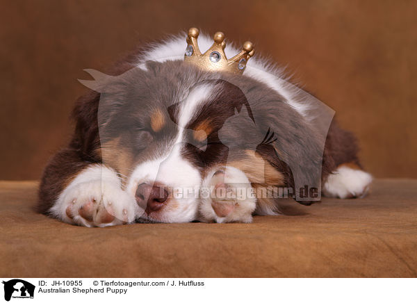 Australian Shepherd Welpe / Australian Shepherd Puppy / JH-10955