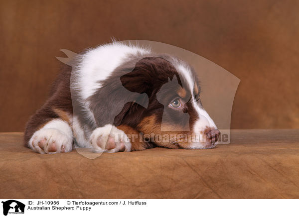 Australian Shepherd Welpe / Australian Shepherd Puppy / JH-10956