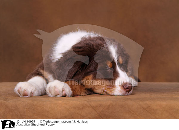 Australian Shepherd Welpe / Australian Shepherd Puppy / JH-10957