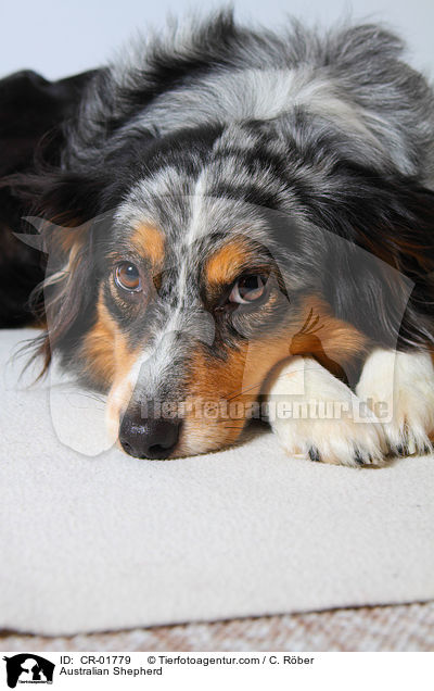 Australian Shepherd / Australian Shepherd / CR-01779