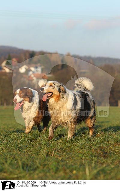 Australian Shepherds / Australian Shepherds / KL-05509