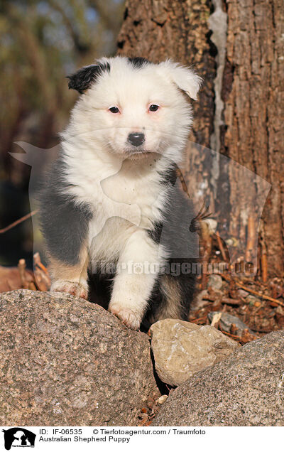 Australian Shepherd Welpe / Australian Shepherd Puppy / IF-06535