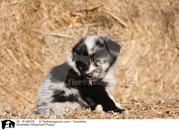 Australian Shepherd Welpe / Australian Shepherd Puppy / IF-06578