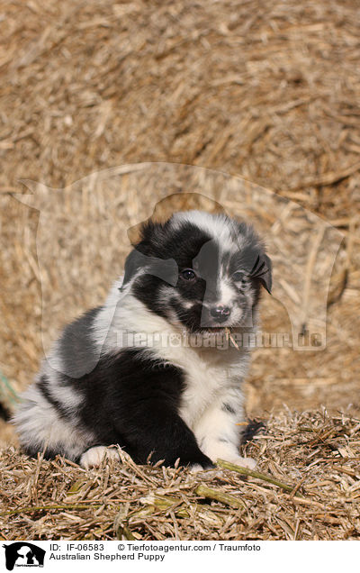 Australian Shepherd Welpe / Australian Shepherd Puppy / IF-06583