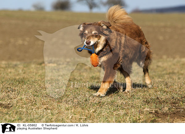 spielender Australian Shepherd / playing Australian Shepherd / KL-05862