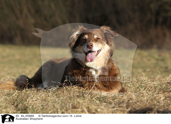 Australian Shepherd / Australian Shepherd / KL-05866