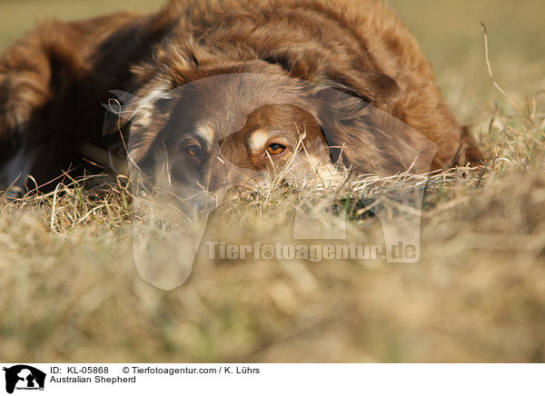 Australian Shepherd / Australian Shepherd / KL-05868