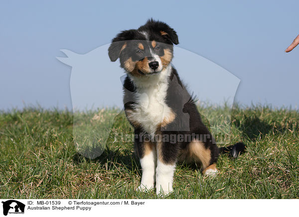 Australian Shepherd Puppy / MB-01539