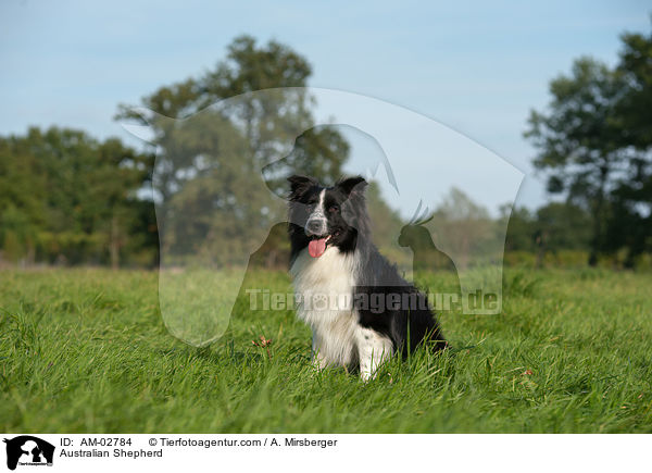 Australian Shepherd / Australian Shepherd / AM-02784