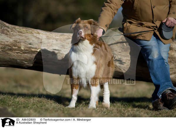 kranker Australian Shepherd / ill Australian Shepherd / AM-02800