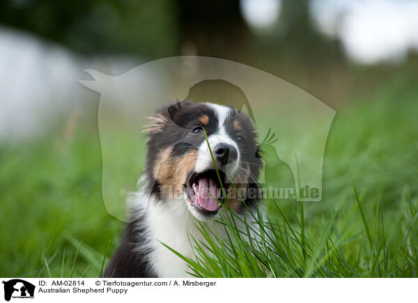 Australian Shepherd Welpe / Australian Shepherd Puppy / AM-02814