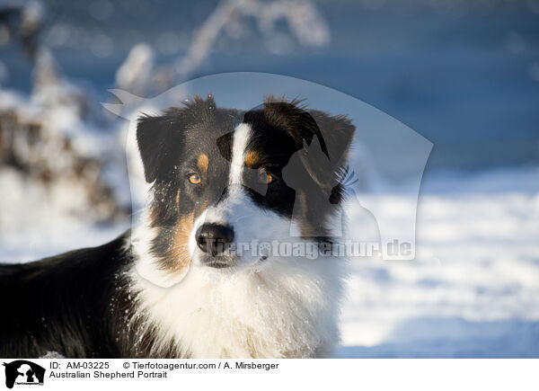 Australian Shepherd Portrait / Australian Shepherd Portrait / AM-03225