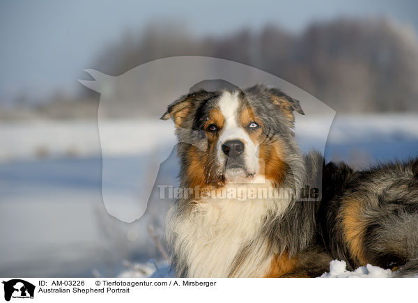 Australian Shepherd Portrait / Australian Shepherd Portrait / AM-03226