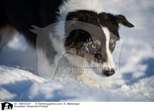 Australian Shepherd Portrait / Australian Shepherd Portrait / AM-03231