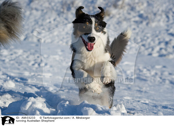 rennender Australian Shepherd / running Australian Shepherd / AM-03233