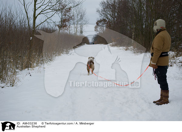 Australian Shepherd beim Spaziergang / Australian Shepherd / AM-03236