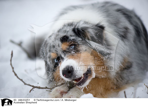 Australian Shepherd kaut stock / Australian Shepherd / AM-03251