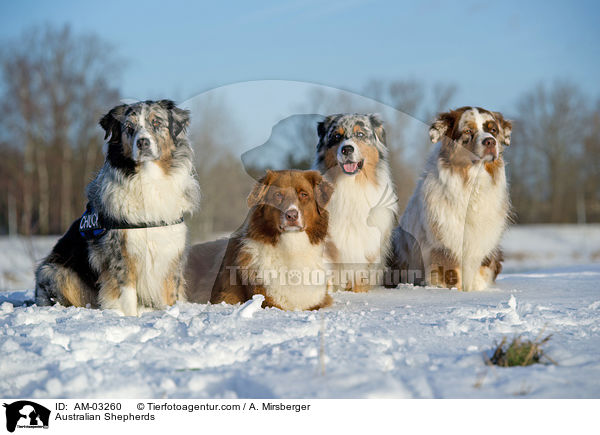 Australian Shepherds / Australian Shepherds / AM-03260