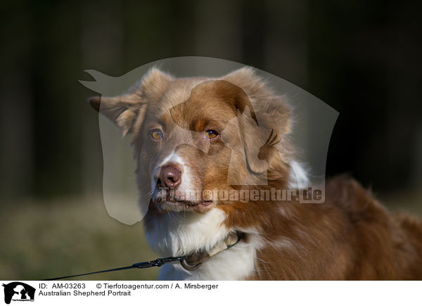 Australian Shepherd Portrait / Australian Shepherd Portrait / AM-03263