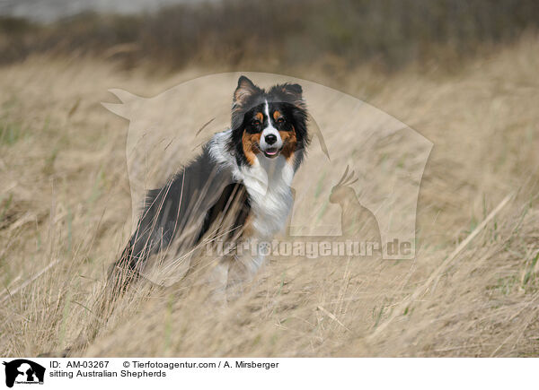 sitzender Australian Shepherds / sitting Australian Shepherds / AM-03267