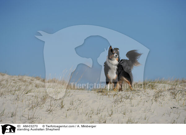 stehender Australian Shepherd / standing Australian Shepherd / AM-03270