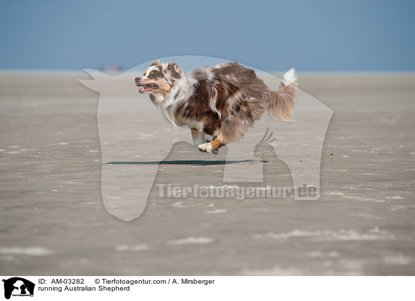 rennender Australian Shepherd / running Australian Shepherd / AM-03282