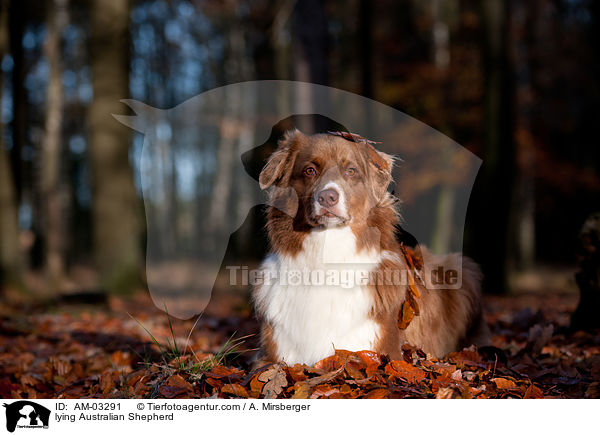 liegender Australian Shepherd / lying Australian Shepherd / AM-03291