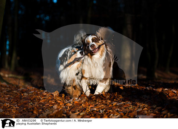 spielende Australian Shepherds / playing Australian Shepherds / AM-03296