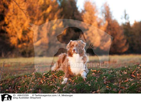 liegender Australian Shepherd / lying Australian Shepherd / AM-03299