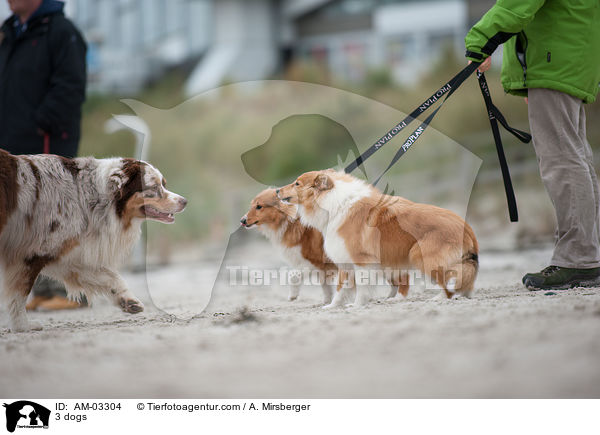 3 Hunde / 3 dogs / AM-03304