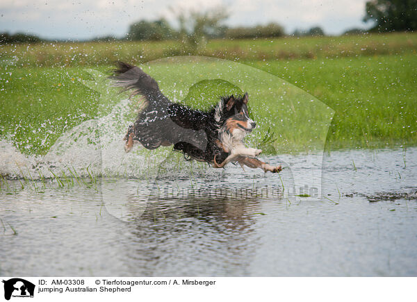 springender Australian Shepherd / jumping Australian Shepherd / AM-03308