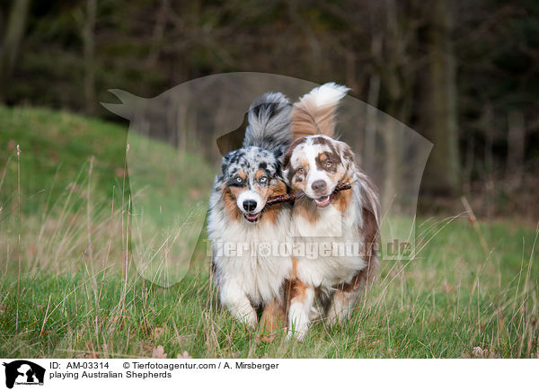 spielende Australian Shepherds / playing Australian Shepherds / AM-03314