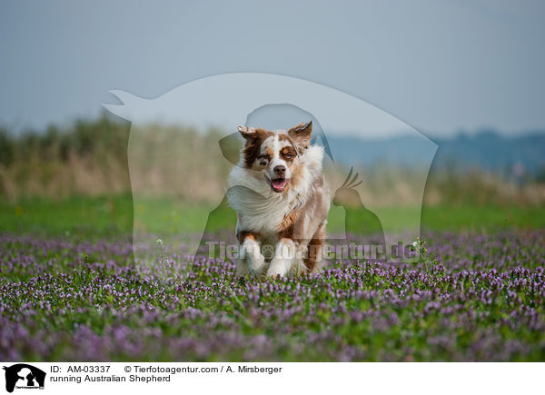 rennender Australian Shepherd / running Australian Shepherd / AM-03337