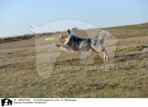 spielender Australian Shepherd / playing Australian Shepherd / AM-03346