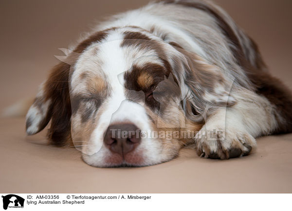 liegender Australian Shepherd / lying Australian Shepherd / AM-03356